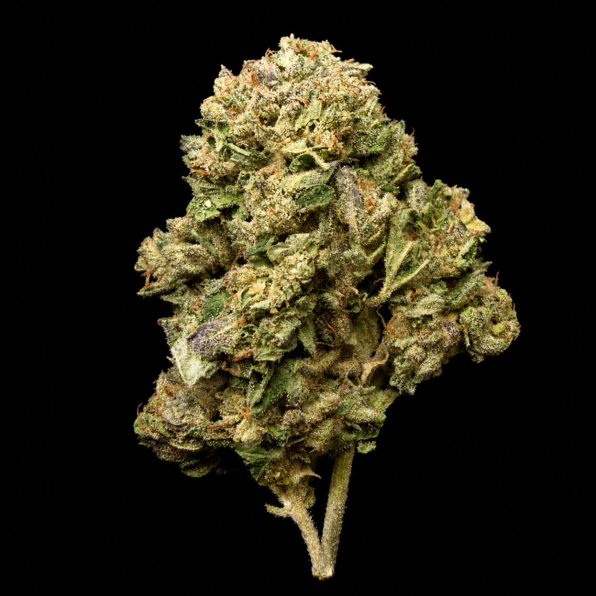Gelonade THCA Flower - Lost In Translation