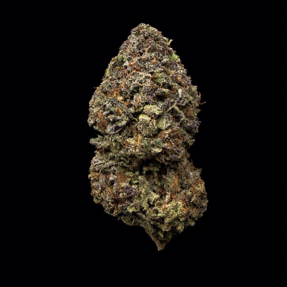 Creme Brulee THCA Flower - Lost In Translation