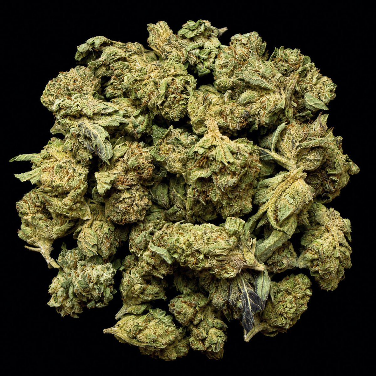 Pink Pluto THCA Flower - Lost In Translation