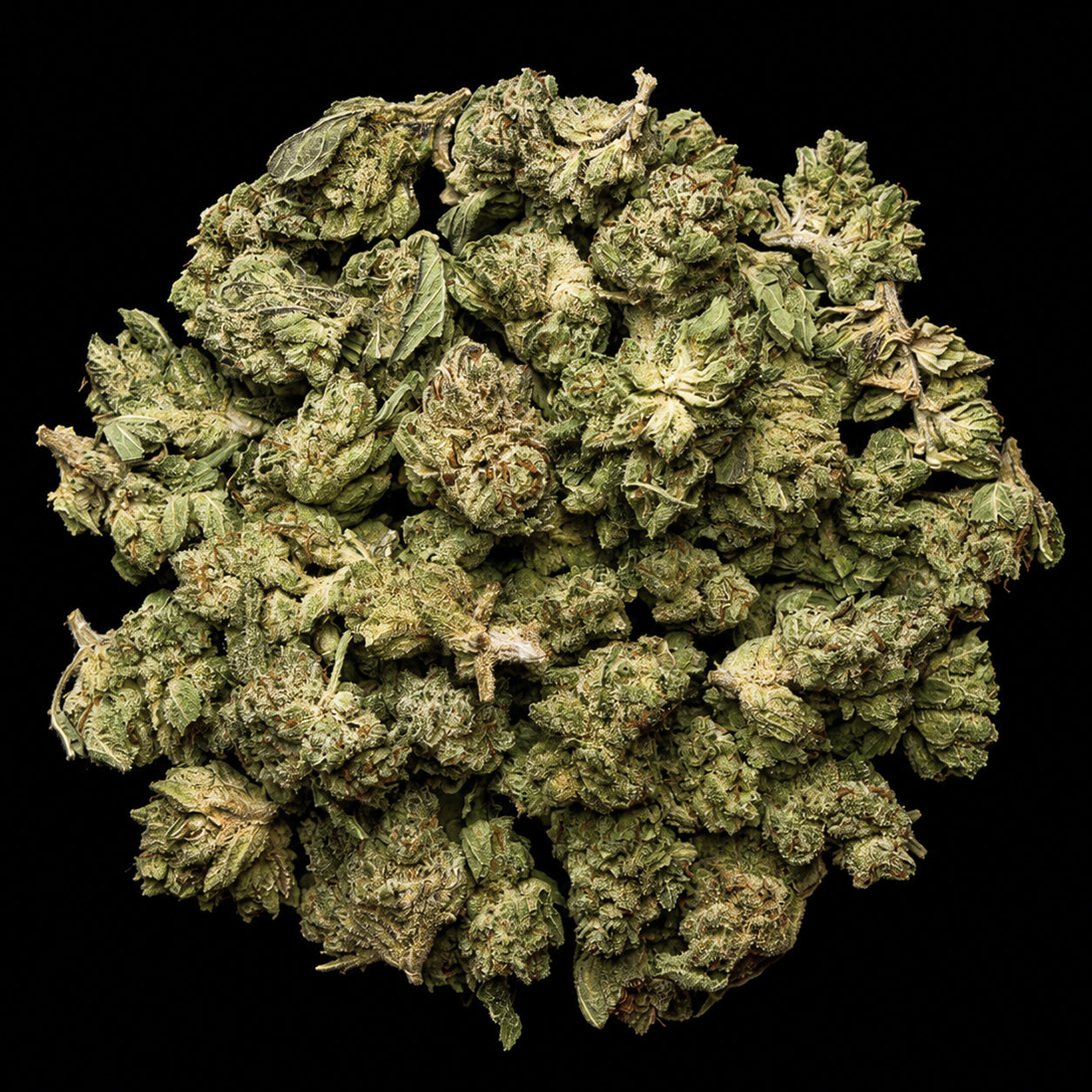 Vanilla Cream Cake THCA Flower