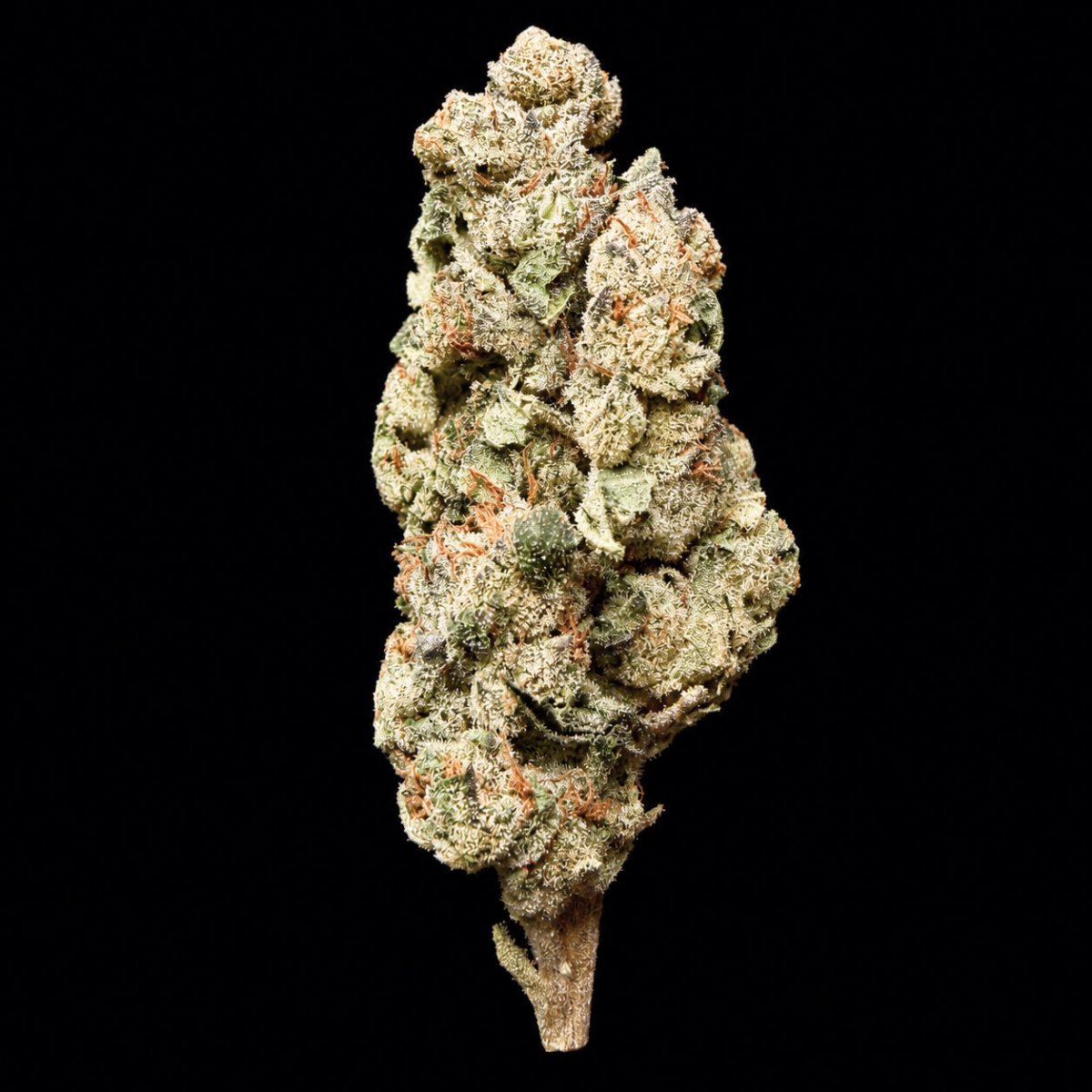 Red Velvet Gary THCA Flower - Lost In Translation