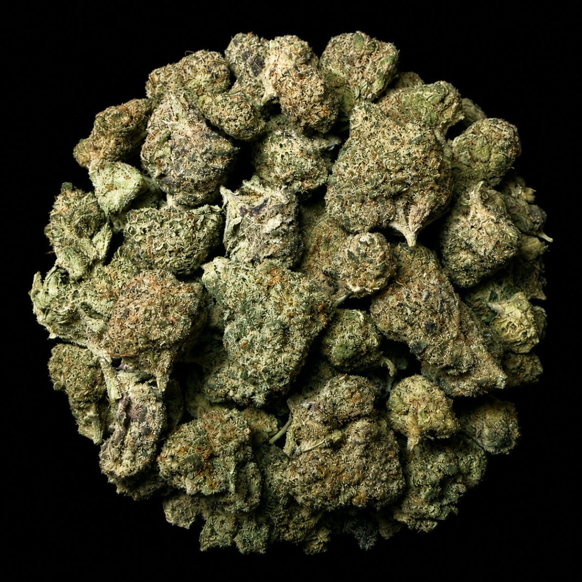 Pluto 85 THCA Flower - Lost In Translation
