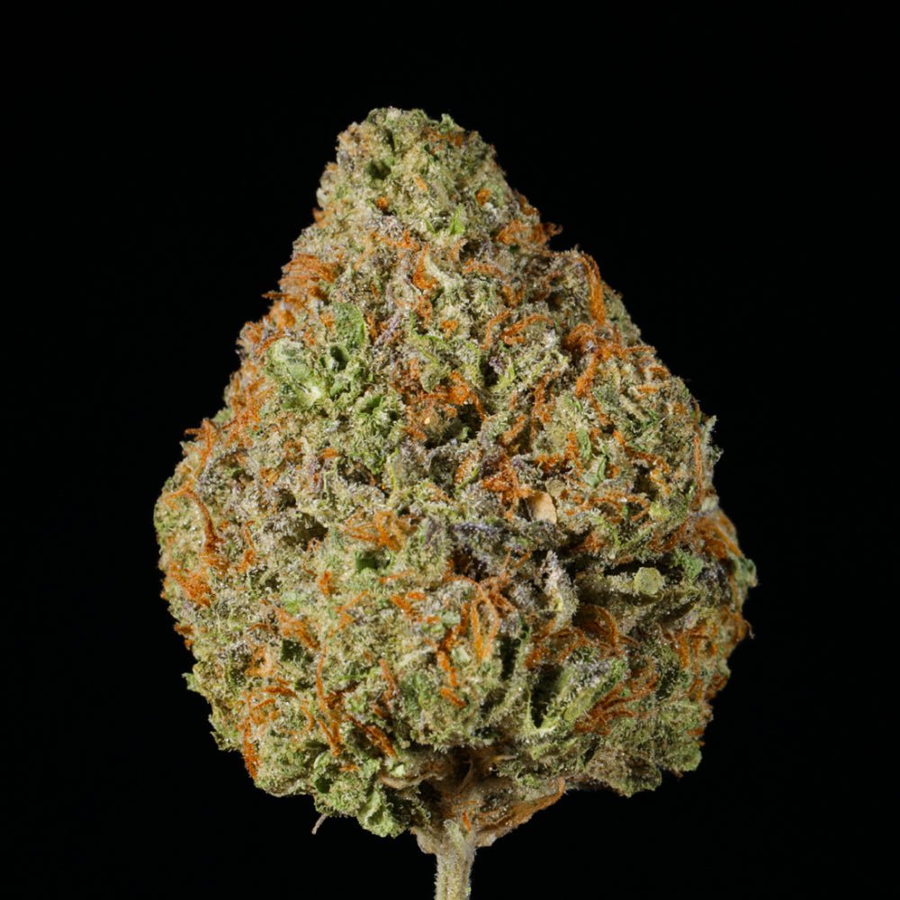 Crotch Rocket THCA Flower - Lost In Translation