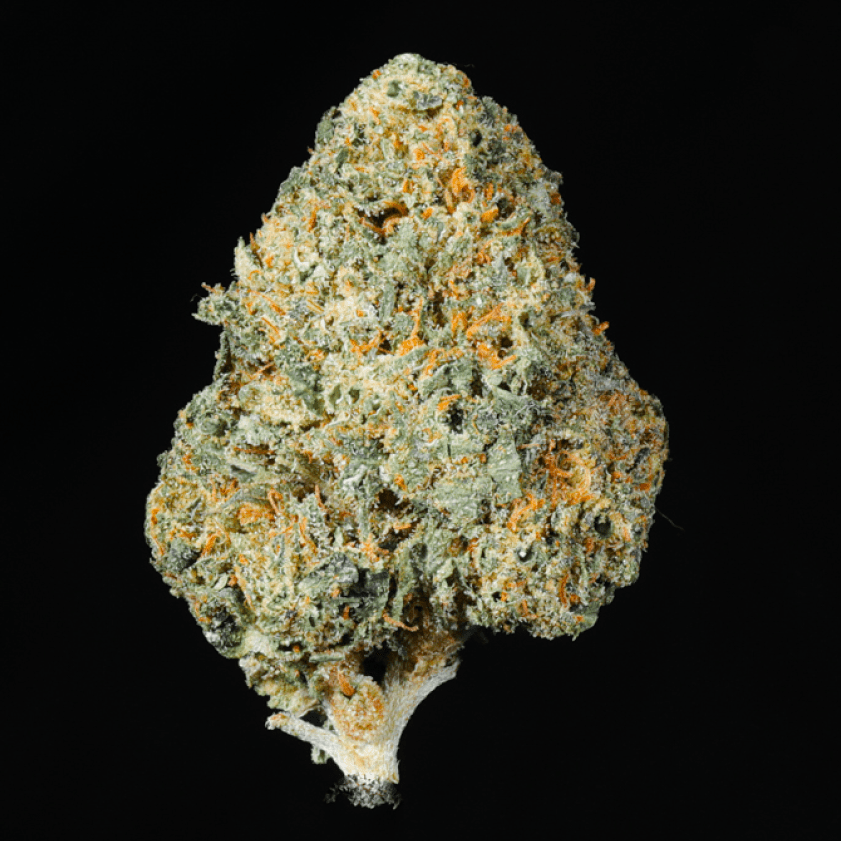 Gelato Ice THCA Flower - Lost In Translation