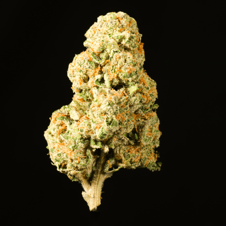 Gelato THCA Flower - Lost In Translation