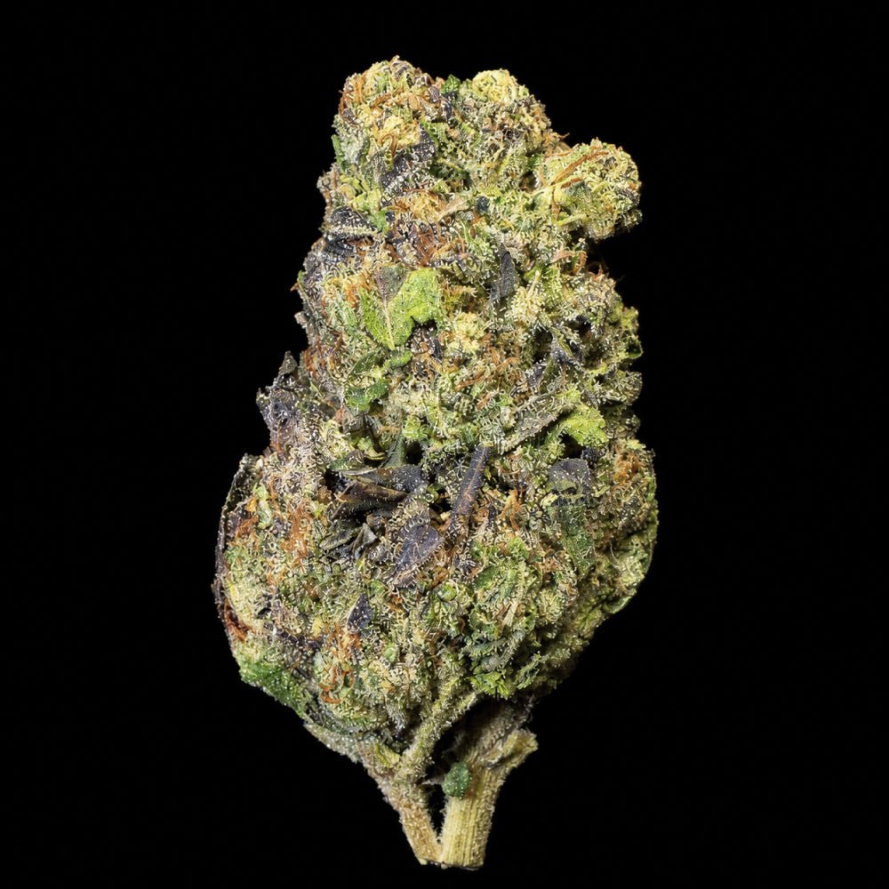 Gelato King THCA Flower - Lost In Translation