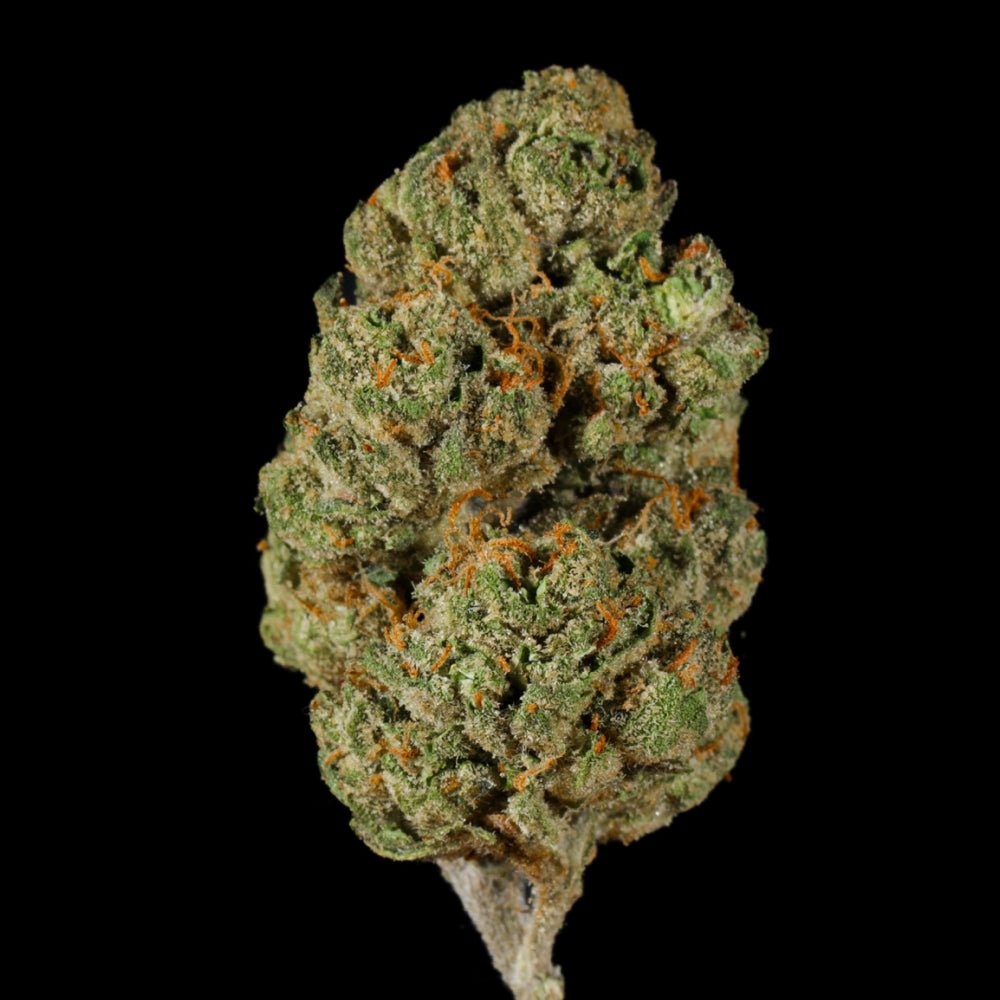 Government Oasis THCA Flower - Lost In Translation