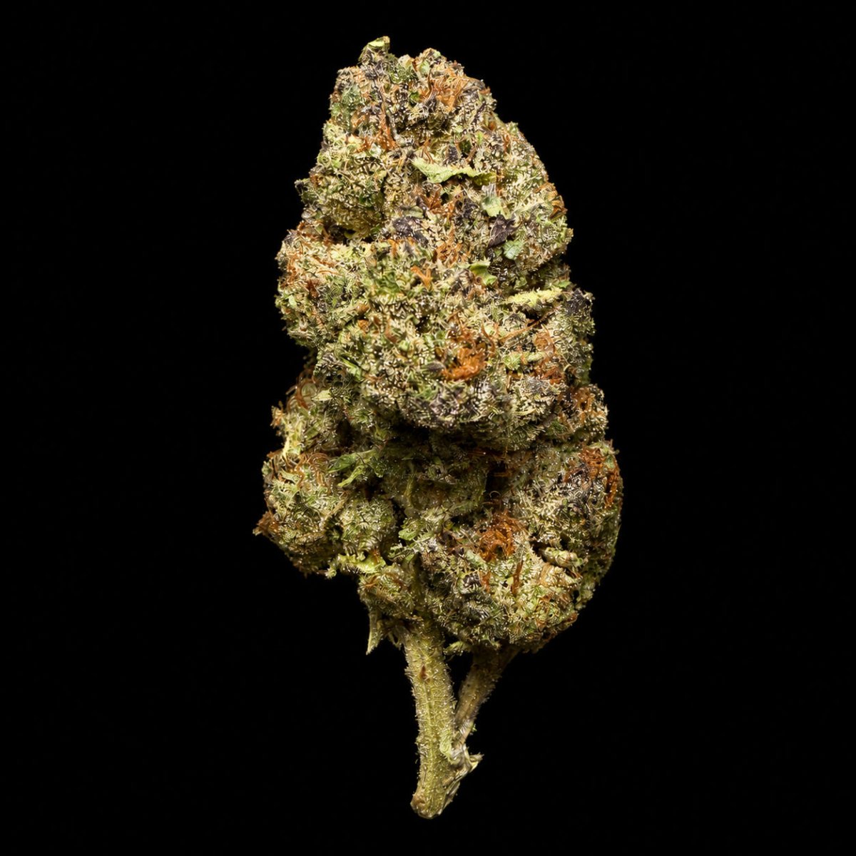 Ice Cream Cake THCA Flower - Lost In Translation