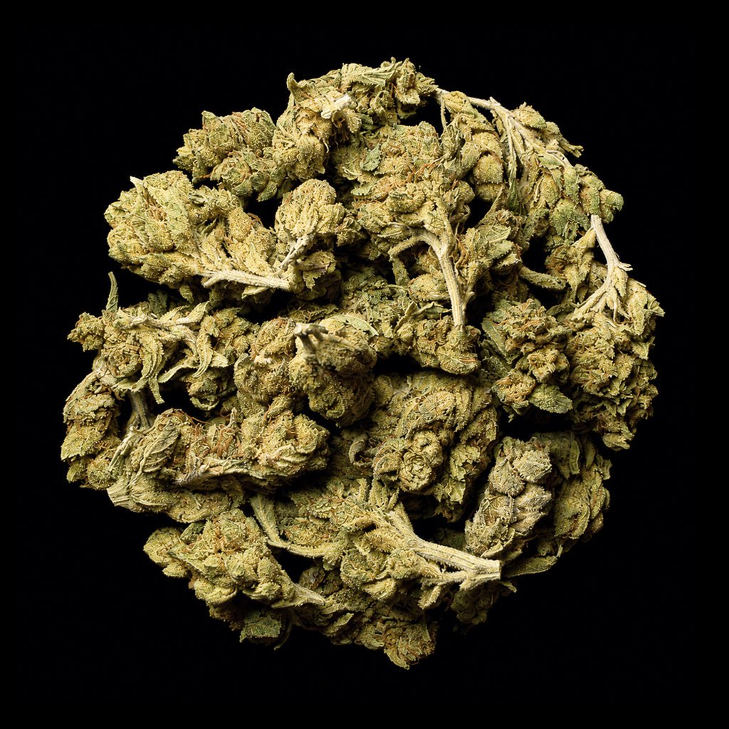 Lemon Gas THCA Flower - Lost In Translation