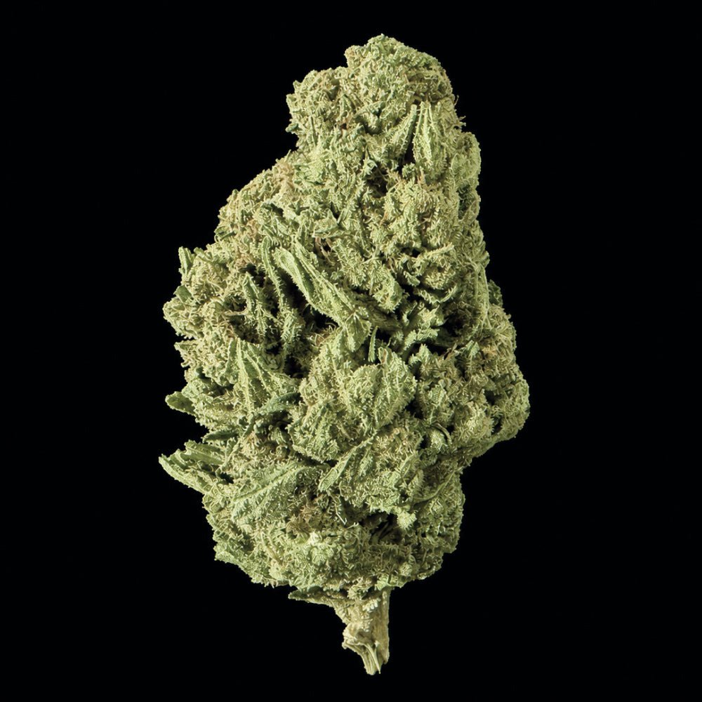 Night Moon THCA Flower - Lost In Translation