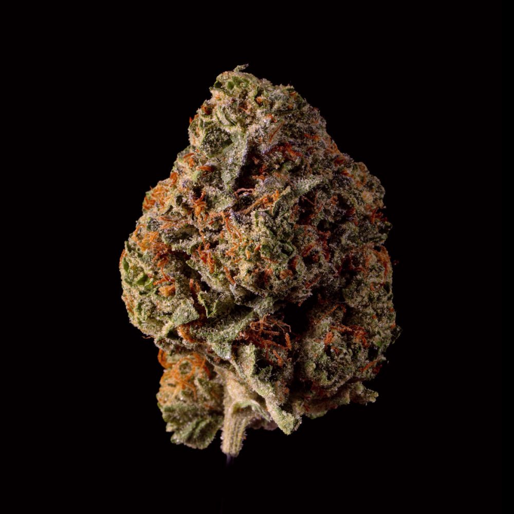 Orange Crush THCA Flower - Lost In Translation