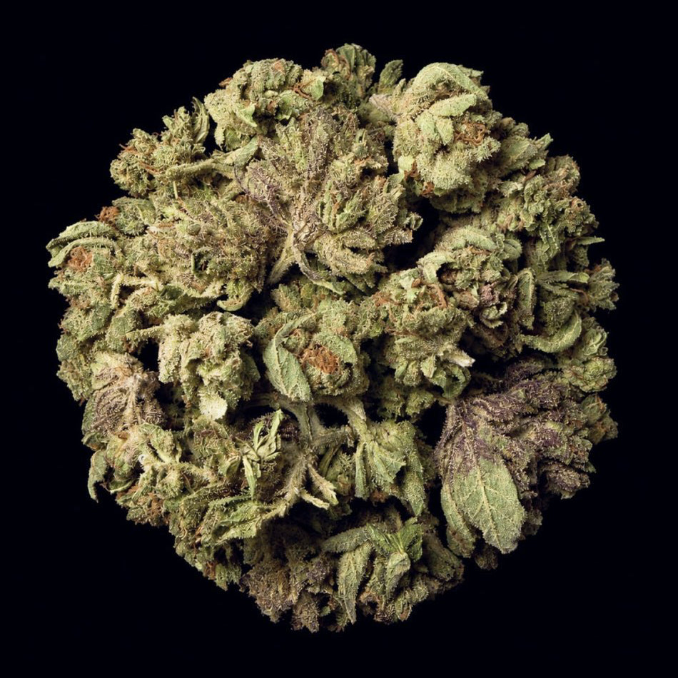 Purple Diamonds THCA Flower - Lost In Translation