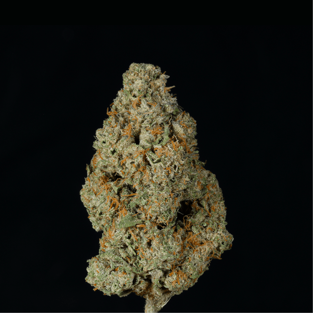 XXX THCA Flower - Lost In Translation