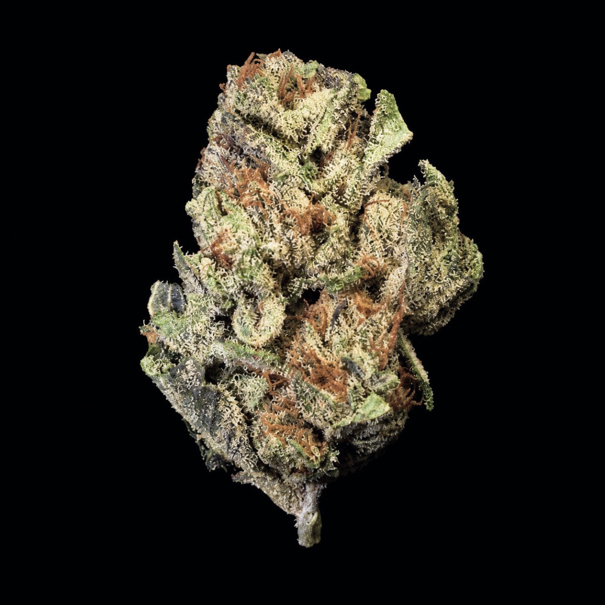 Bath Saltz THCA Flower - Lost In Translation