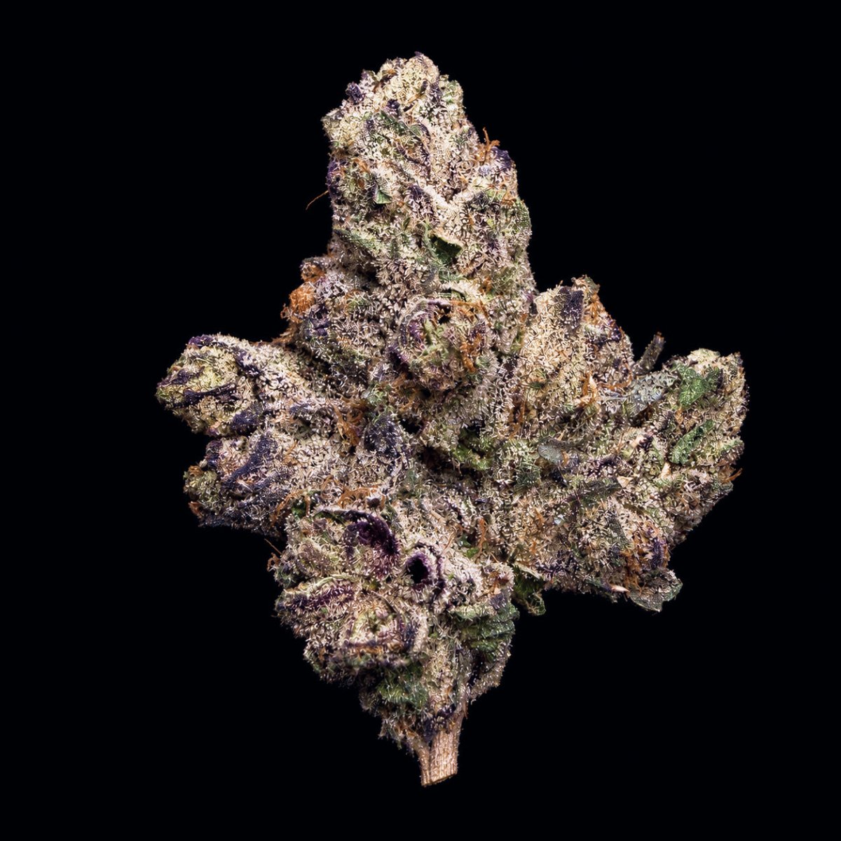 Formula One THCA Flower - Lost In Translation
