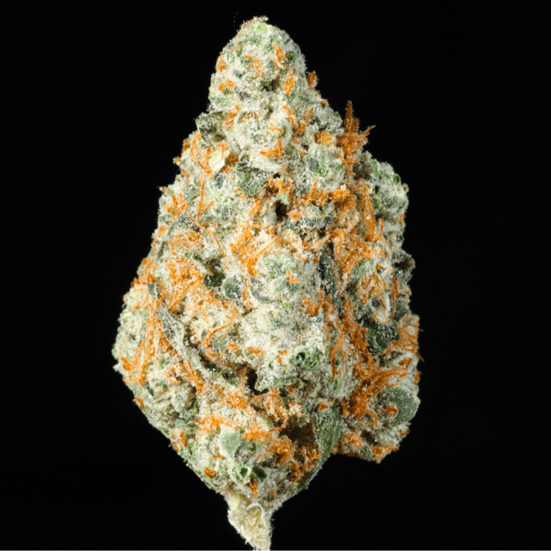 GMO THCA Flower - Lost In Translation