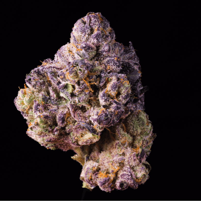 Bangkok Purple THCA Flower - Lost In Translation