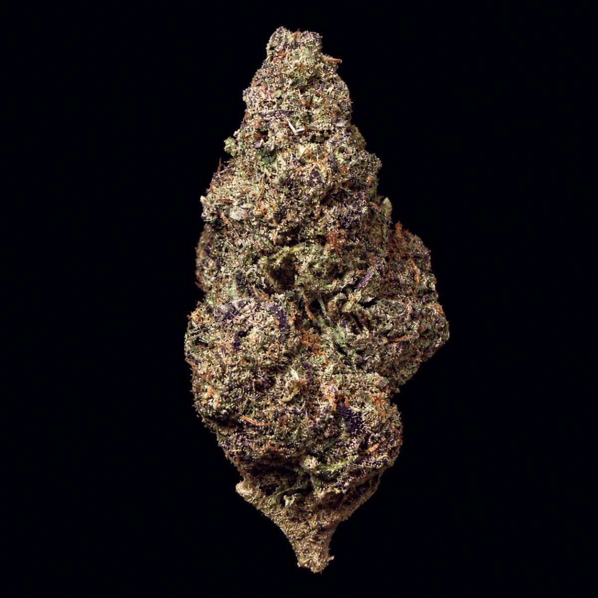 Purple Kush THCA Flower - Lost In Translation
