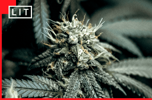 BEST THCA FLOWER ONLINE IN 2026: 9 VENDORS COMPARED - Lost In Translation