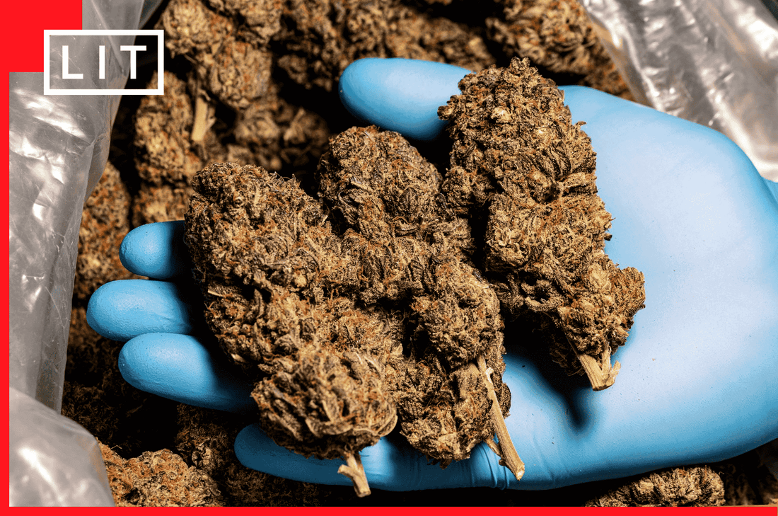 CHEAPEST BULK THCA FLOWER: POUND PRICING COMPARED - Lost In Translation