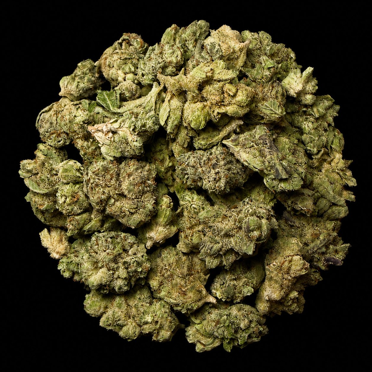 Jealousy THCA Flower - Lost In Translation