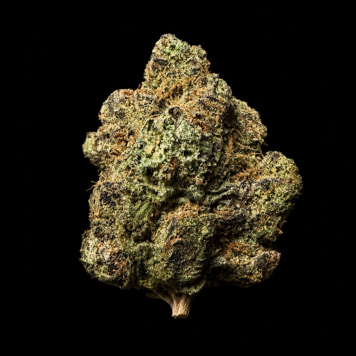 Apple Fritter THCA Flower - Lost In Translation