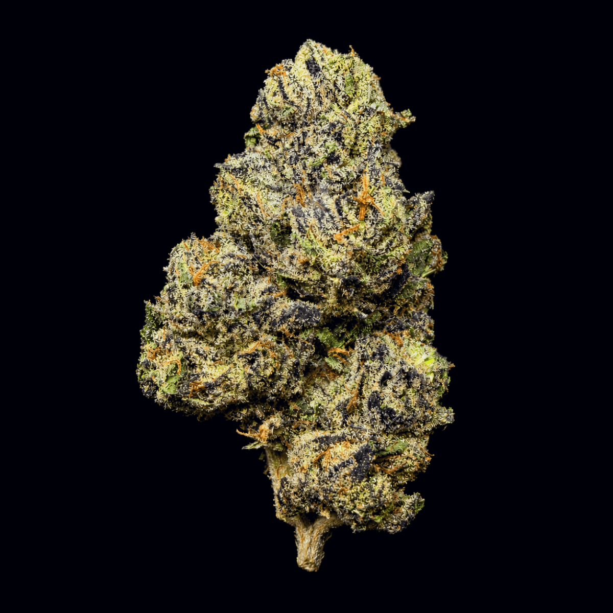 Applescotti THCA Flower - Lost In Translation