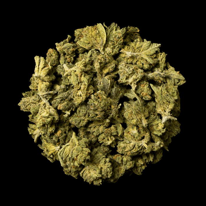 Don Murpho THCA Flower - Lost In Translation