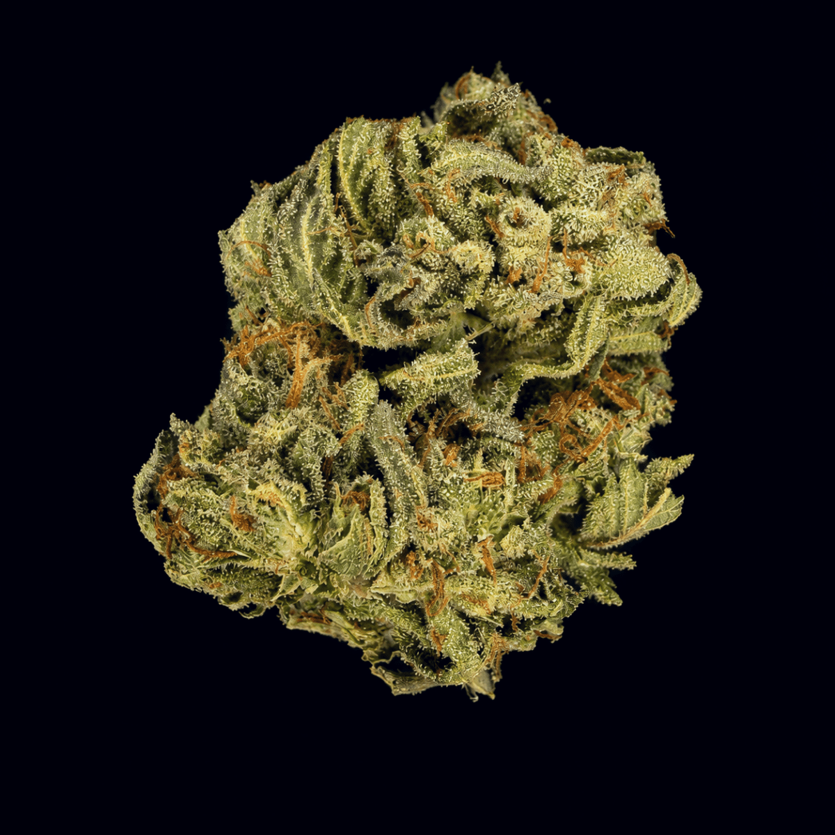 Super Silver Haze THCA Flower - Lost In Translation