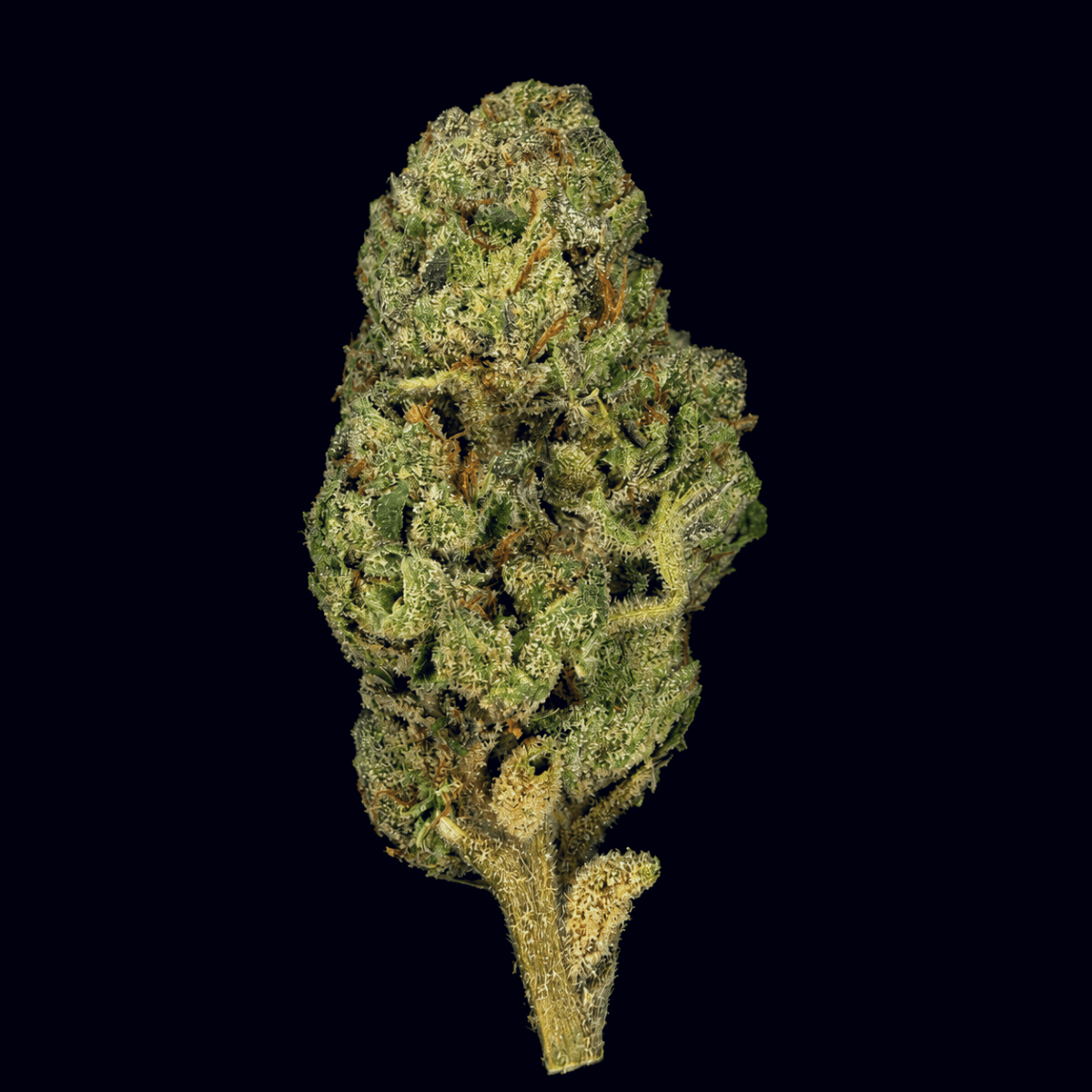 Sunset Sherb THCA Flower - Lost In Translation