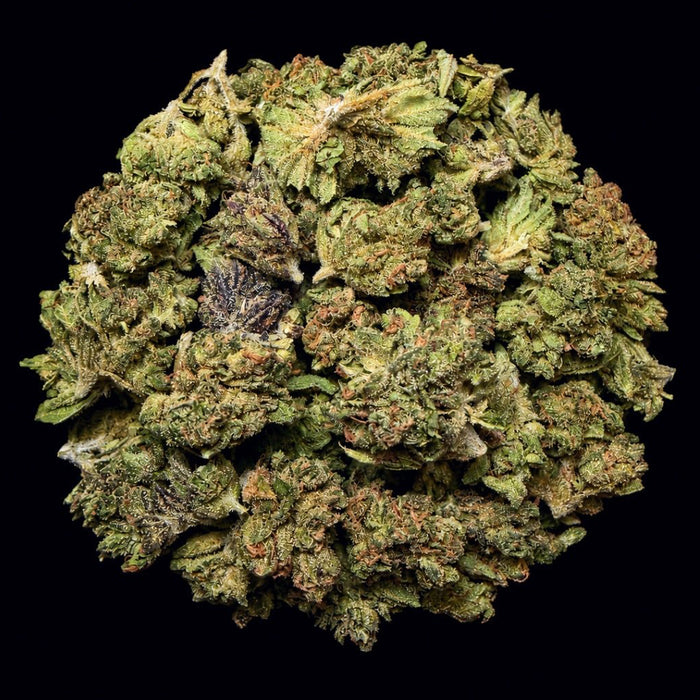 Blood Bath THCA Flower - Lost In Translation