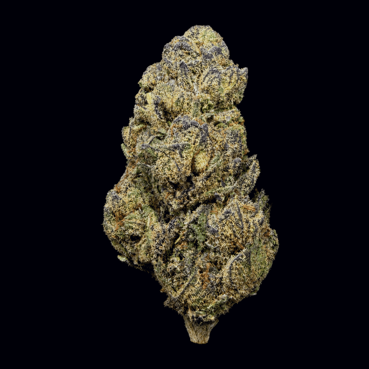 Blue Zushi THCA Flower - Lost In Translation