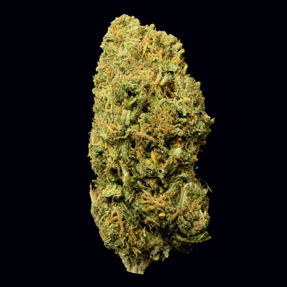 Master Kush THCA Flower - Lost In Translation