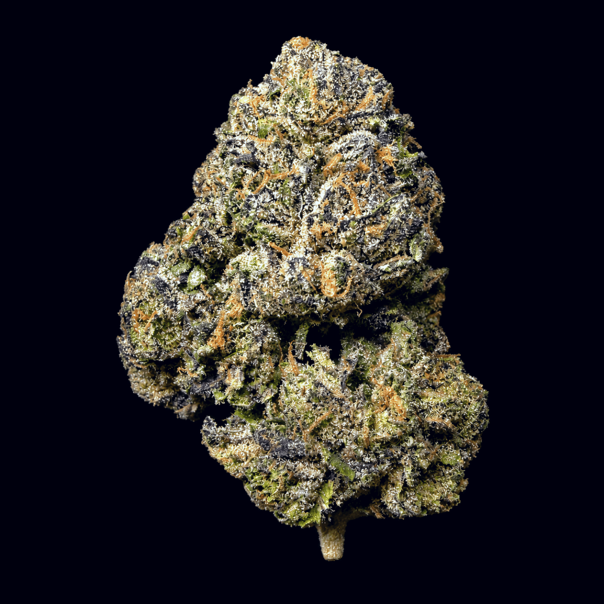 Gelato THCA Flower - Lost In Translation