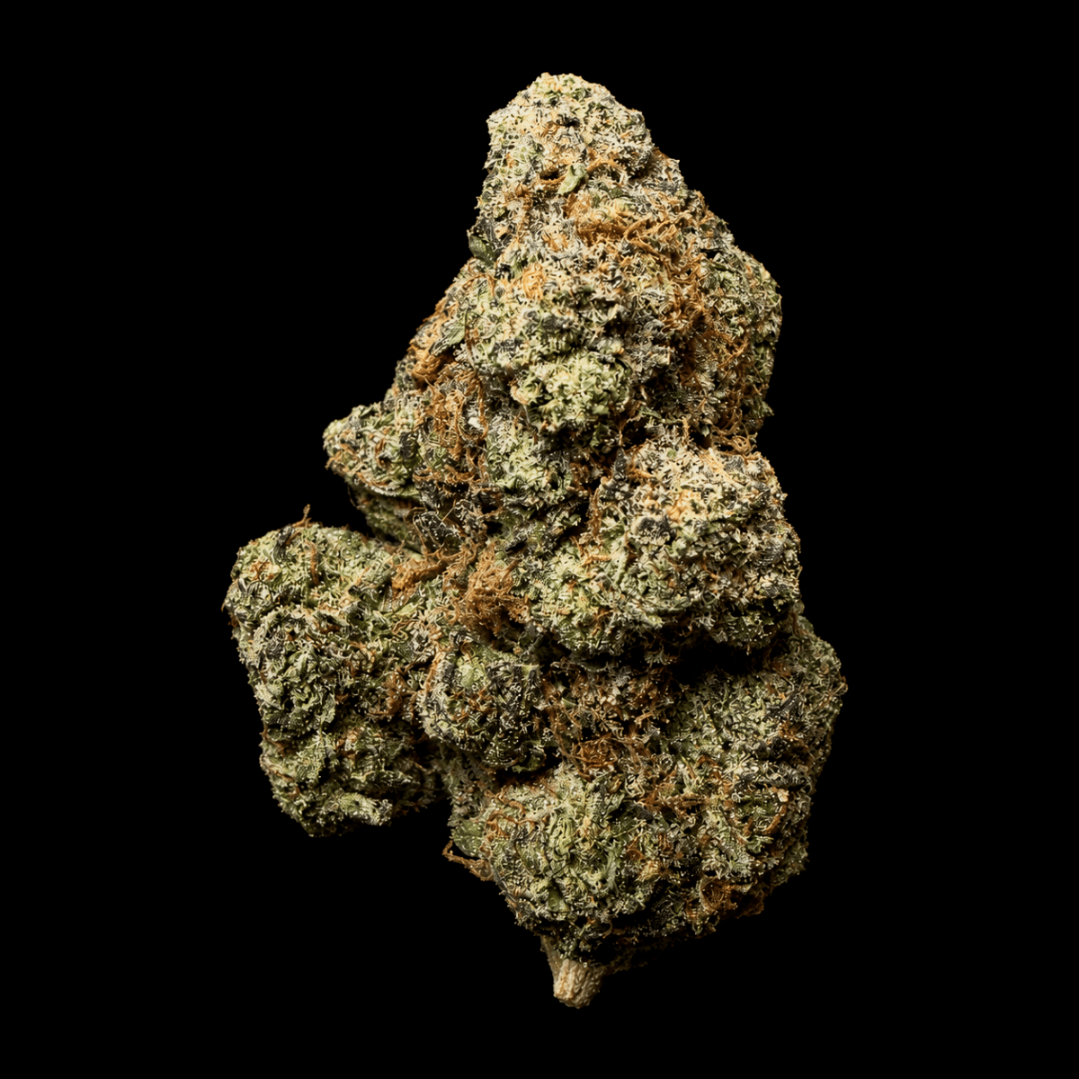 Black Truffle THCA Flower - Lost In Translation