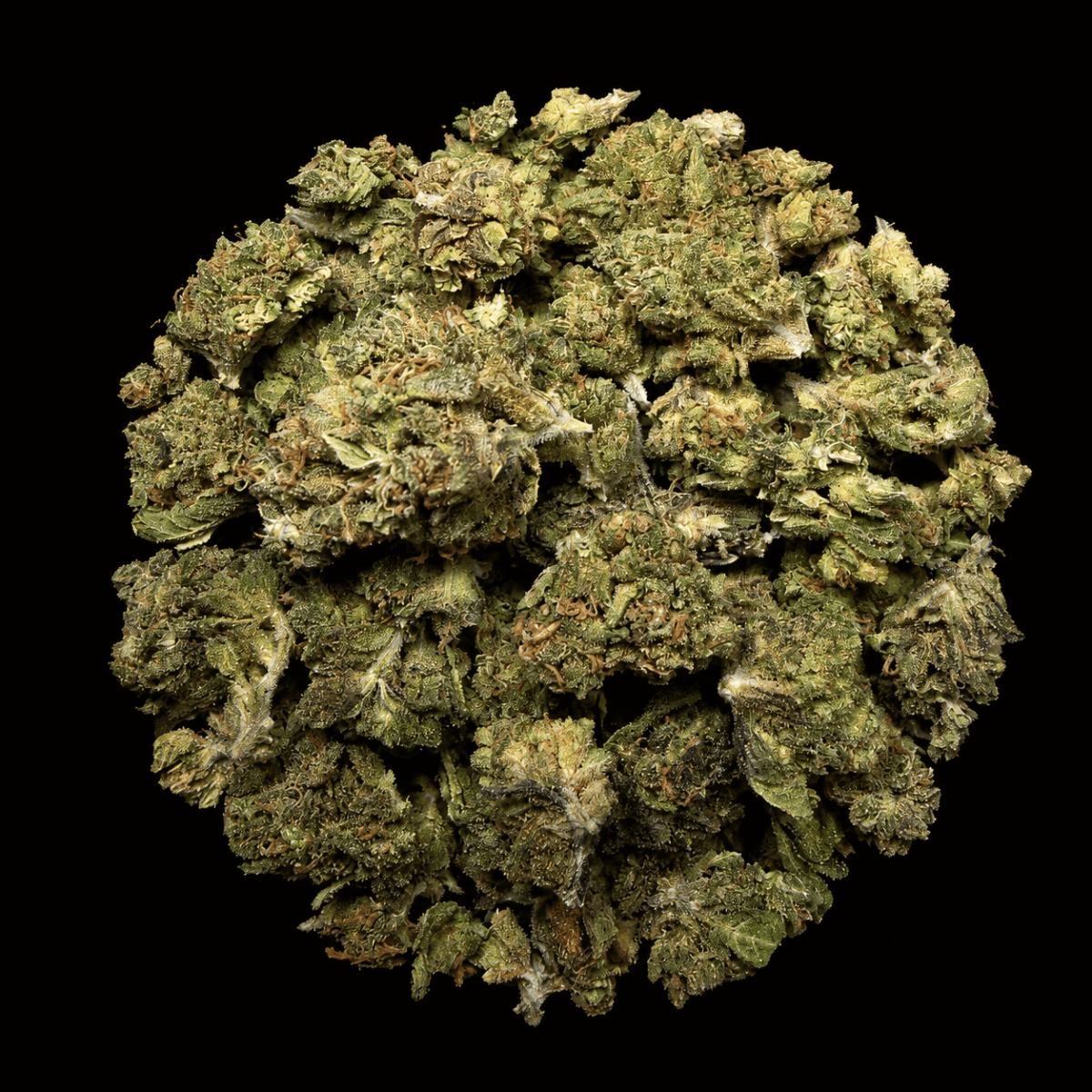 Jelly Cake THCA Flower - Lost In Translation