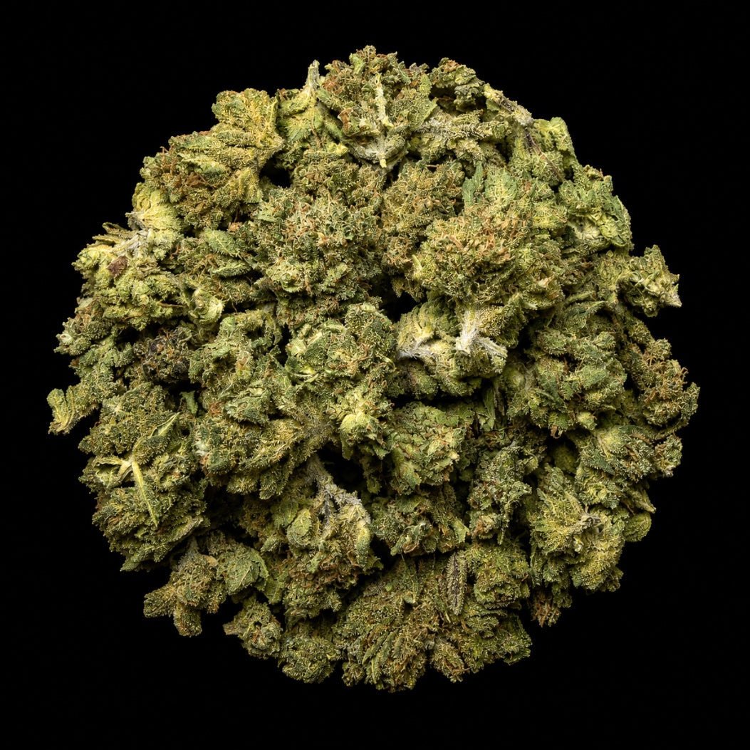 Government Oasis THCA Flower - Lost In Translation