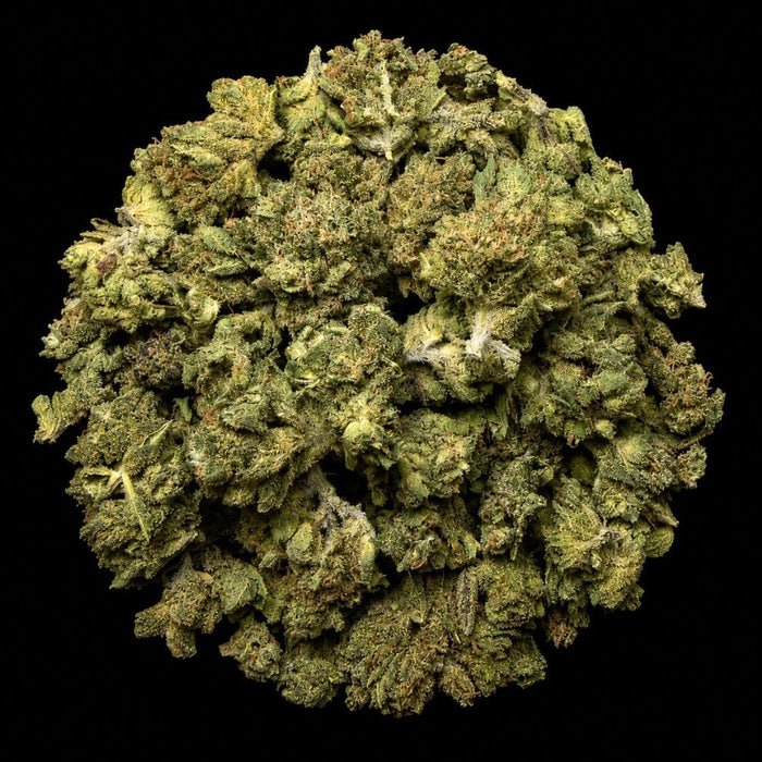 Government Oasis THCA Flower - Lost In Translation