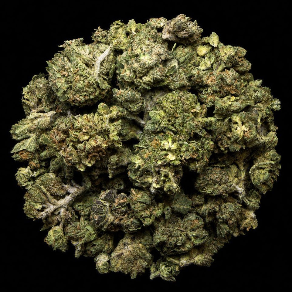 Cheetah Piss THCA Flower (Hybrid) | Lit Farms – Lost In Translation