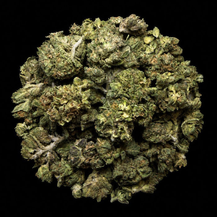 Tropical Gelato THCA Flower - Lost In Translation