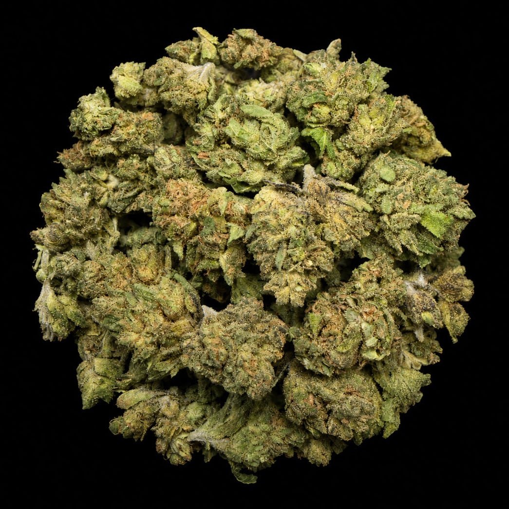 Sherbanger THCA Flower - Lost In Translation