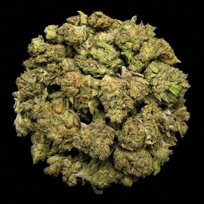 Sherbanger THCA Flower - Lost In Translation