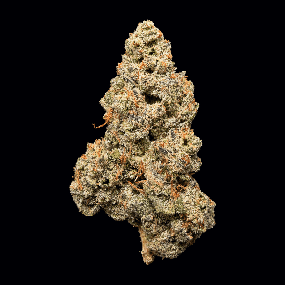 Pink Panties THCA Flower - Lost In Translation