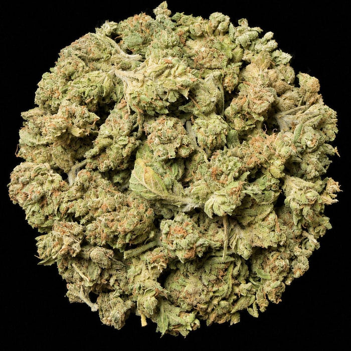 Frozen Lemonade THCA Flower - Lost In Translation
