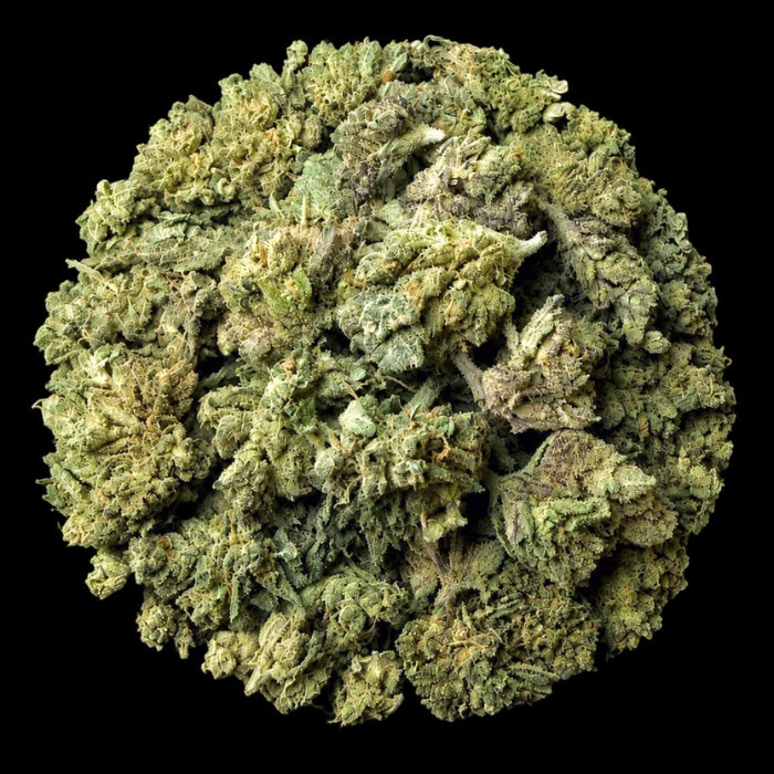 Bubble Belts THCA Flower - Lost In Translation