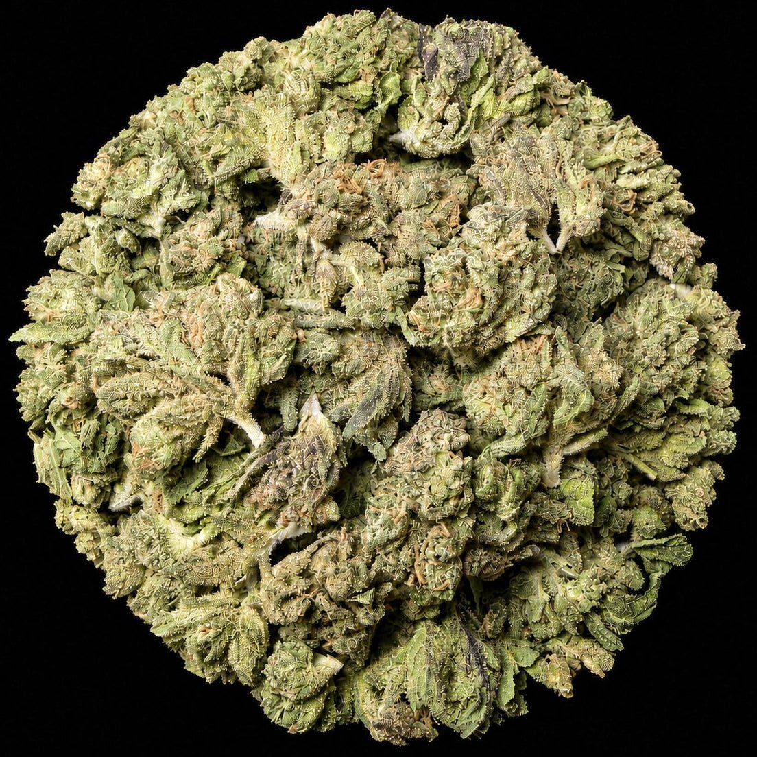 Black Valentine THCA Flower - Lost In Translation