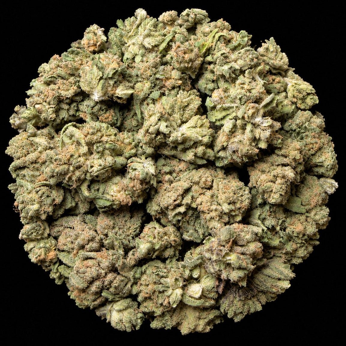 XXX THCA Flower - Lost In Translation