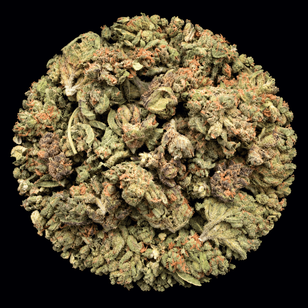 Zourz THCA Flower - Lost In Translation