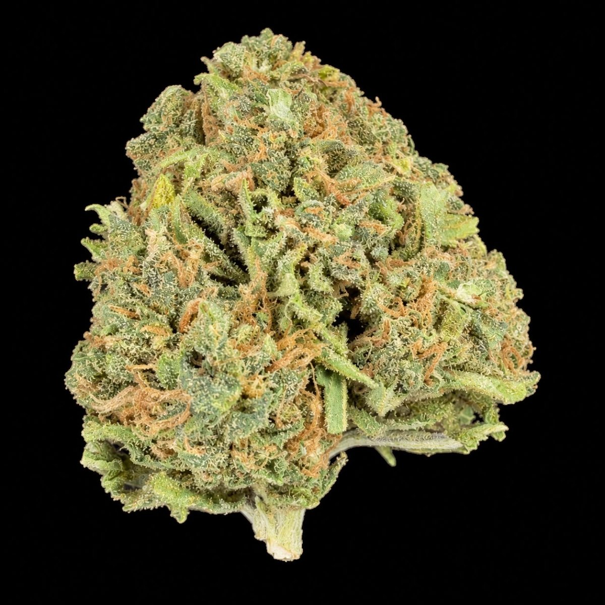 Black Magic THCA Flower - Lost In Translation
