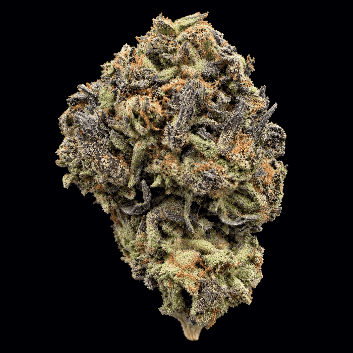 Black Magic THCA Flower - Lost In Translation